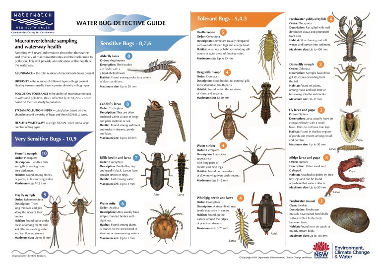 Sydney freshwater streams and creeks – Eav Brennan